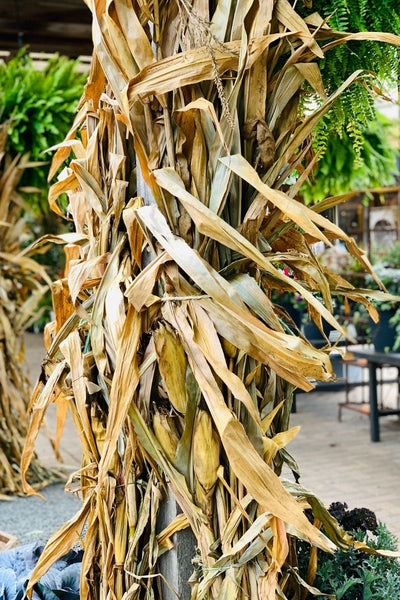 Cornstalks