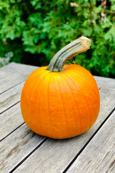 Pumpkin, Medium