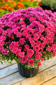 Mum Fall Hardy Pink