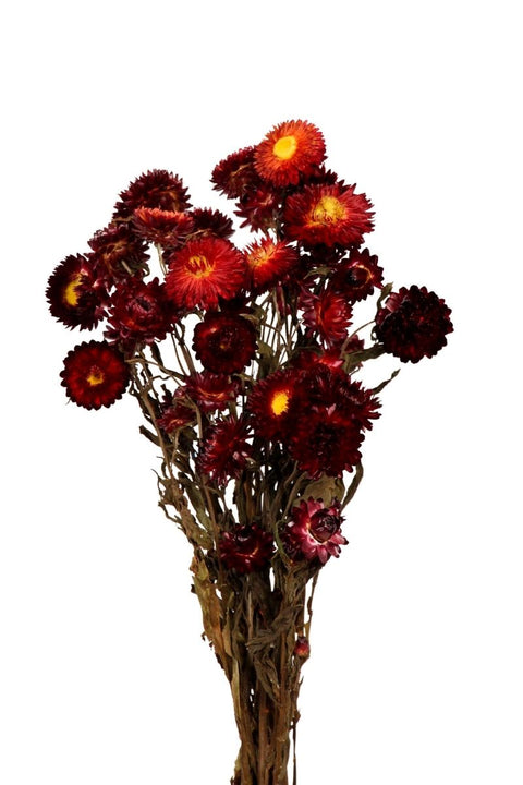 DRIED HELICHRYSUM BUNCH RED
