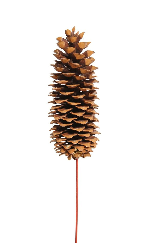 Dried Sugar Pine Cones 1 Stem Natural