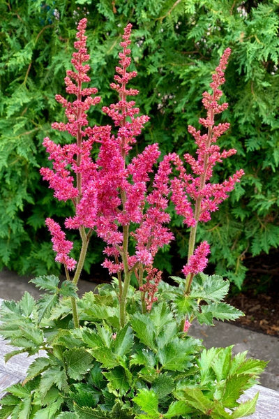 Astilbe, Little Visions In Pink