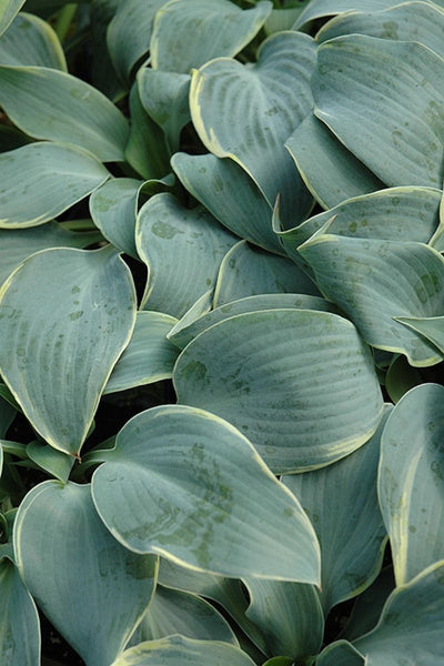 Hosta, Frosted Dimples