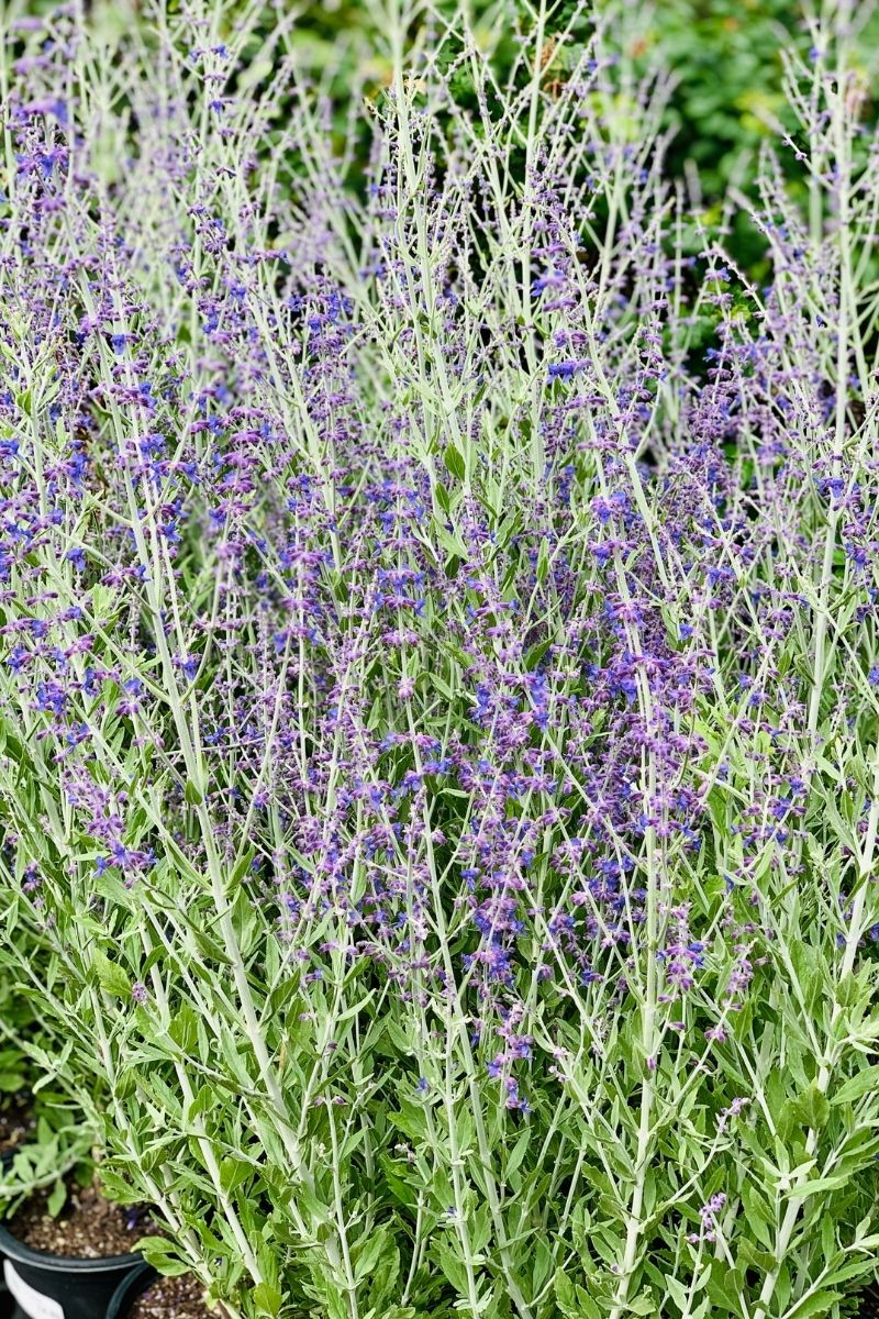 Russian Sage, Little Spire
