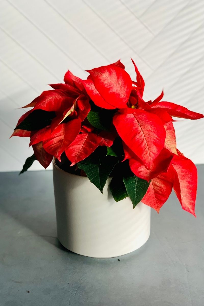 Poinsettia, Ice Crystal 4"