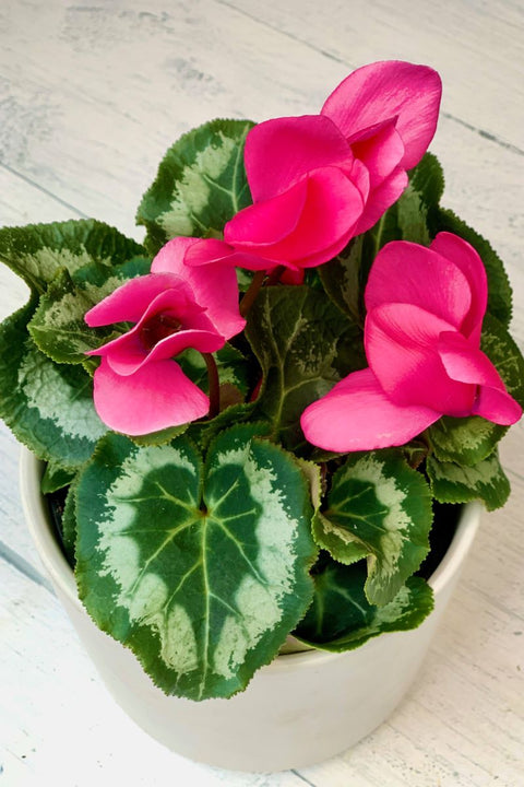 Cyclamen, Fantasia 6"