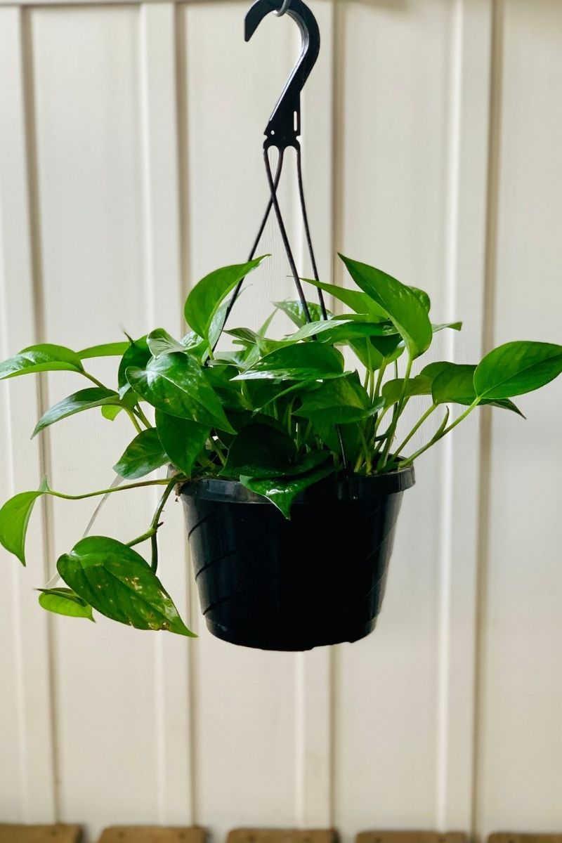 Pothos, Jade 8" Hanging Basket