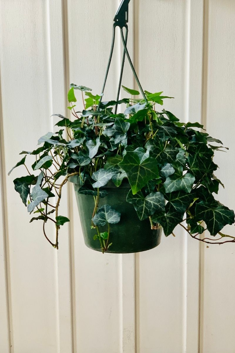 Ivy, English 8" Hanging Basket