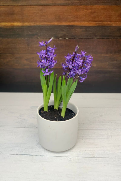 Hyacinth, Hybrids Purple 4"