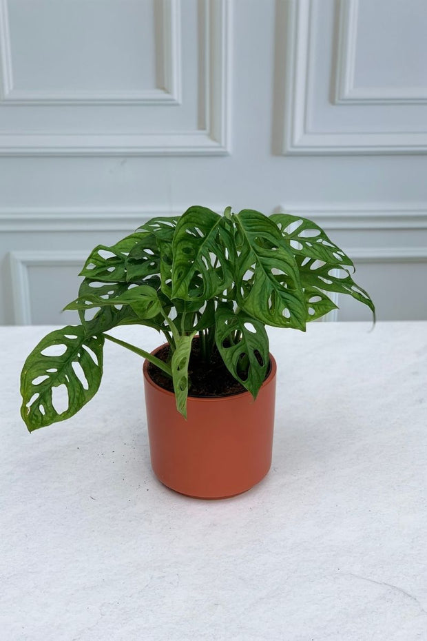 Philodendron, Swiss Cheese 6"