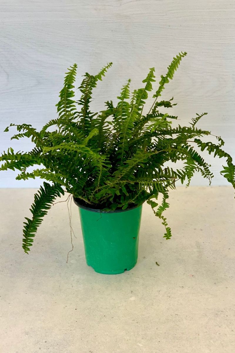 Fern, Kimberly Queen 6"