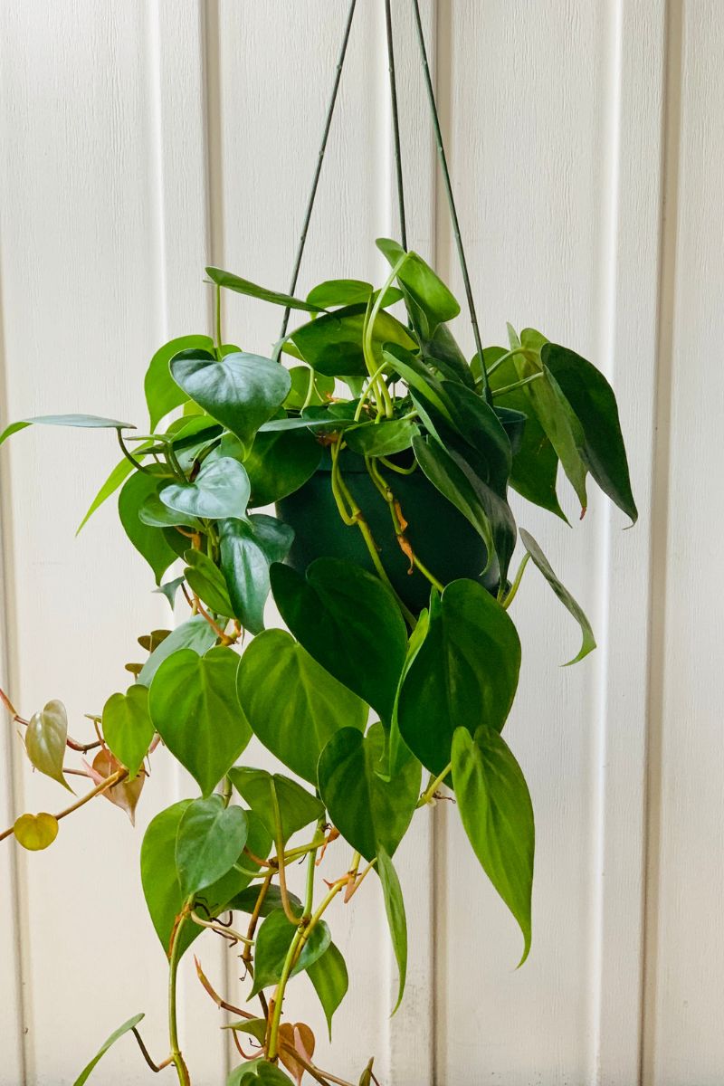 Philodendron, Cordatum 6" Hanging Basket