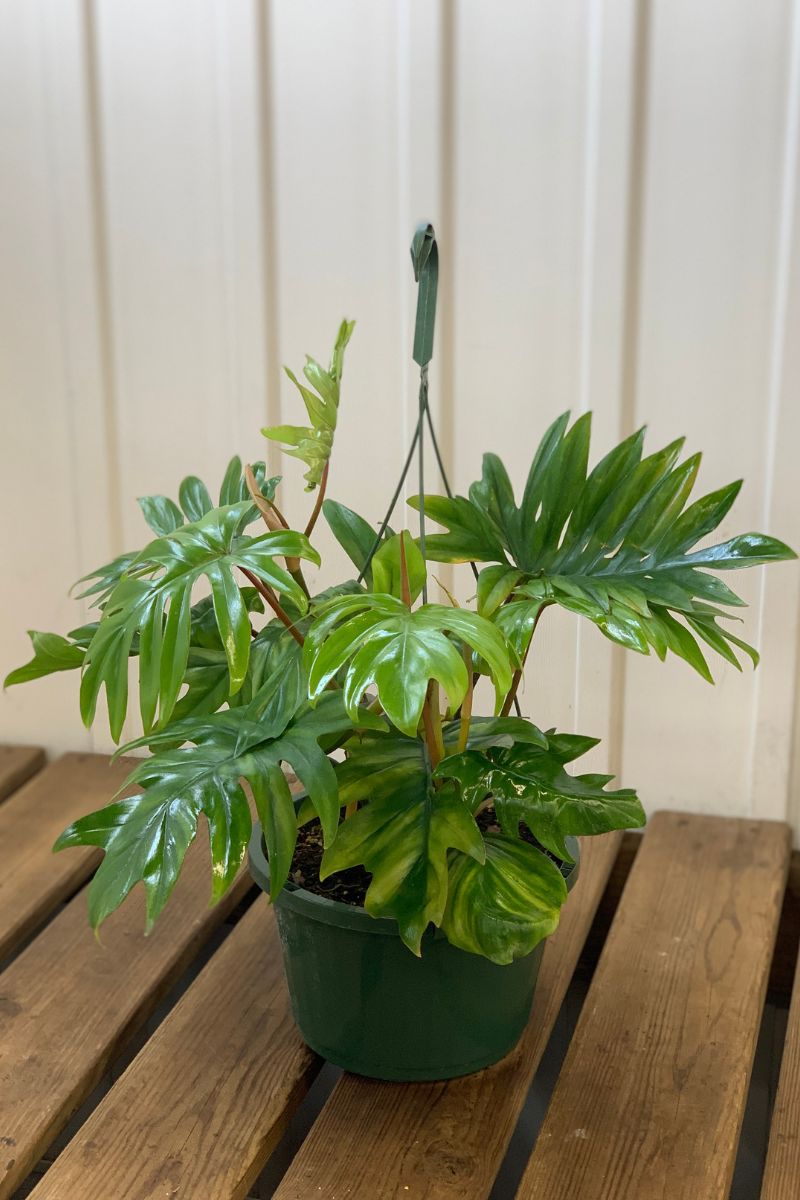 Philodendron, Mayoi Tahiti 10" Hanging Basket