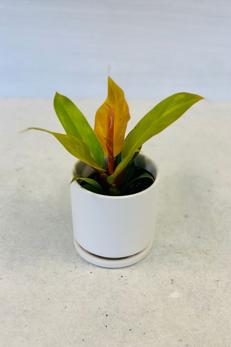 Philodendron, Prince Orange 4"