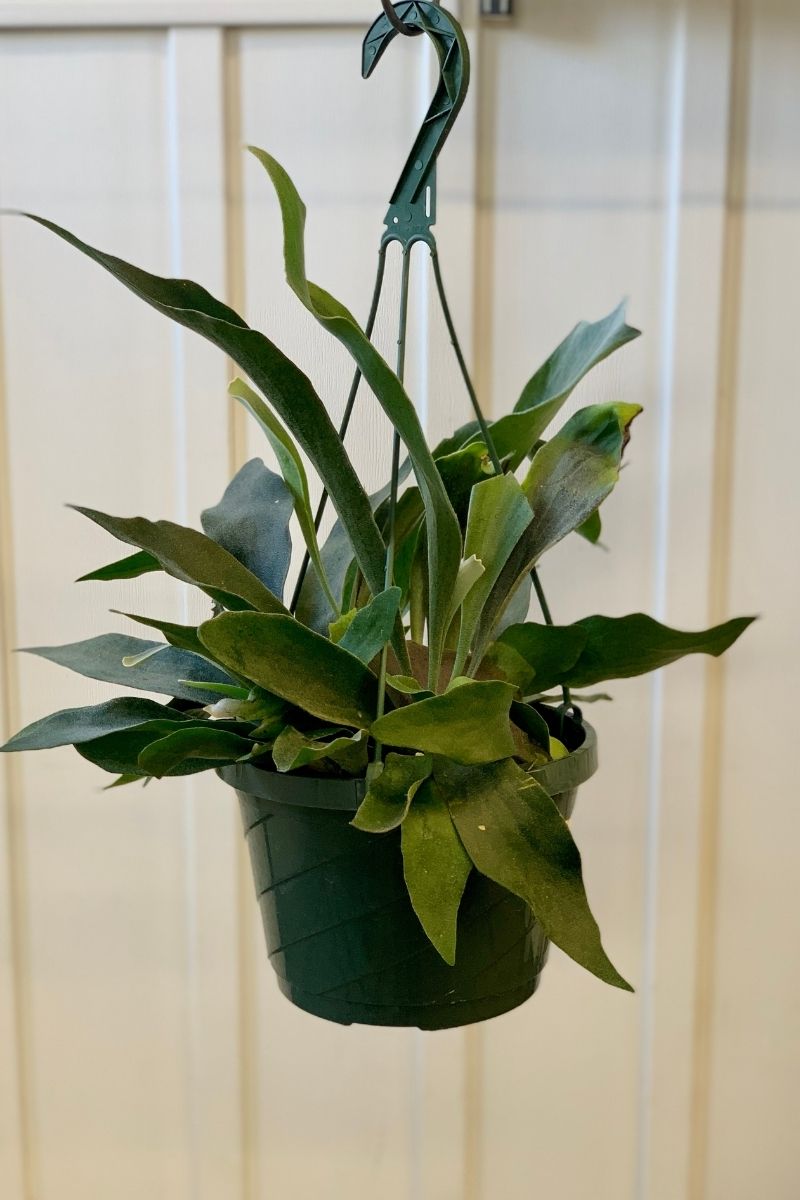 Fern, Staghorn 8" Hanging B