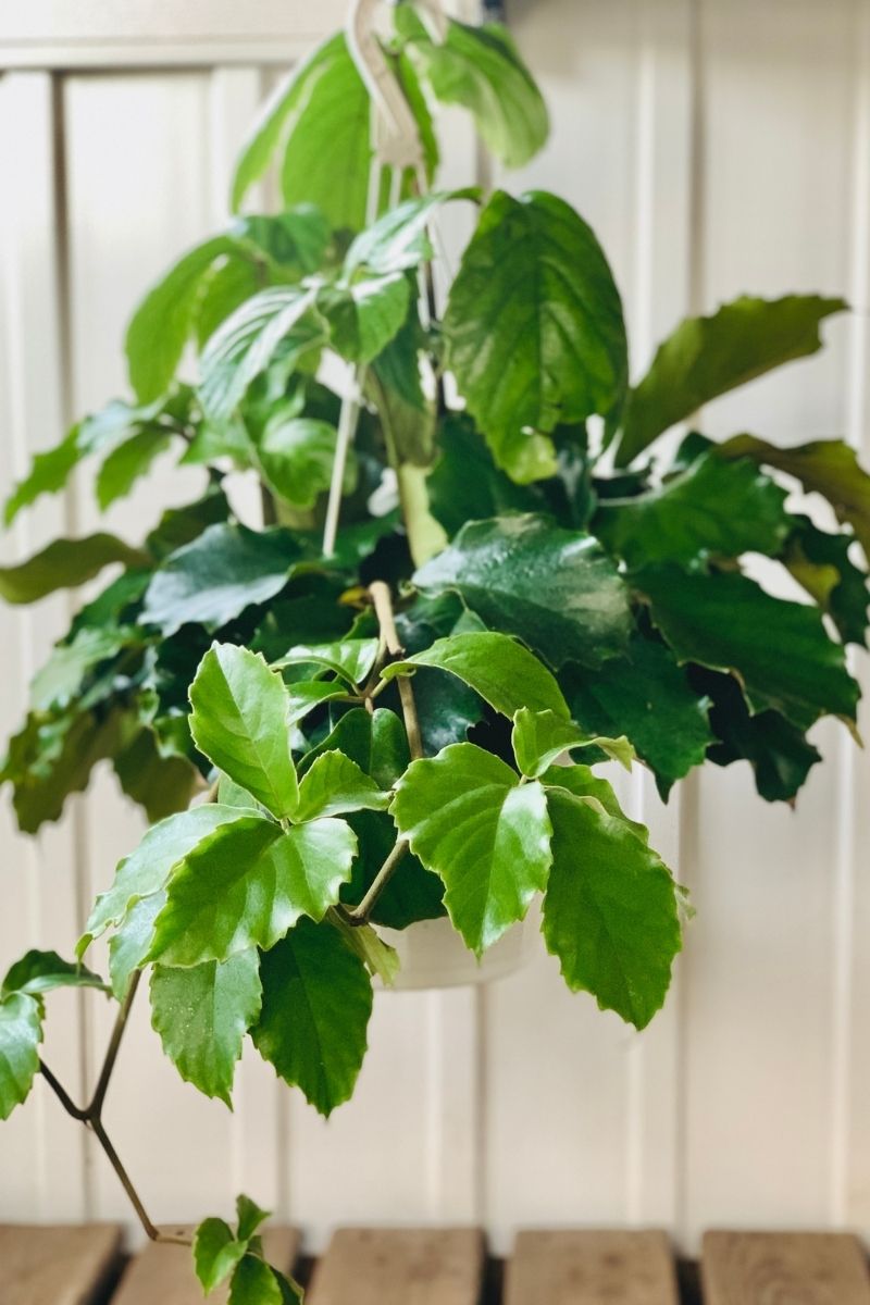 Tetrastigma, 10" Hanging Basket