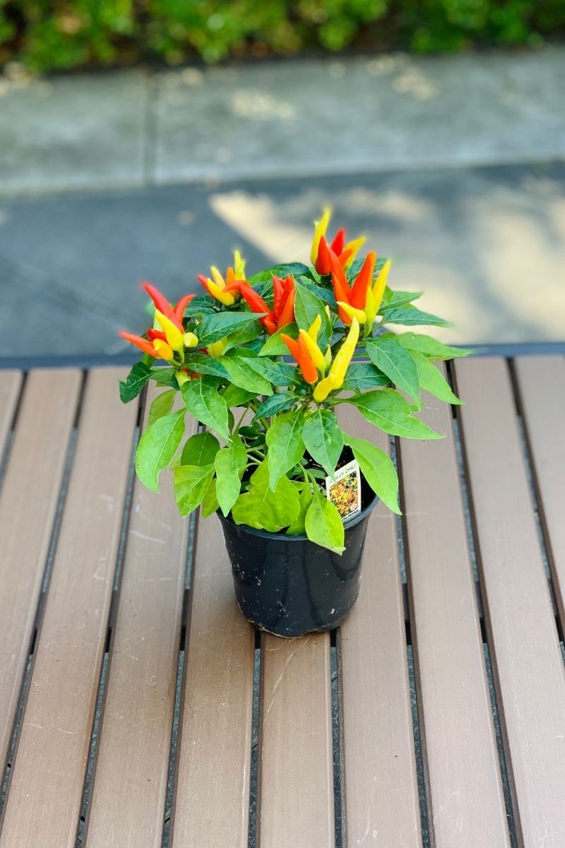 Ornamental Pepper, Chilly Chili