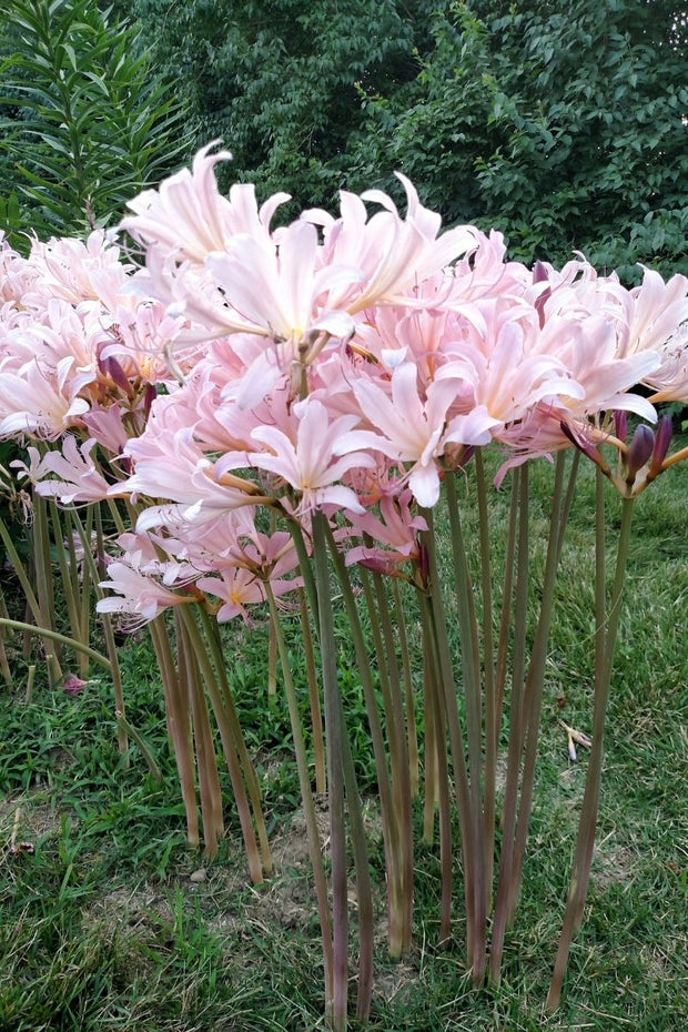 BULB, LYCORIS SQUAMIGERA 1/pk