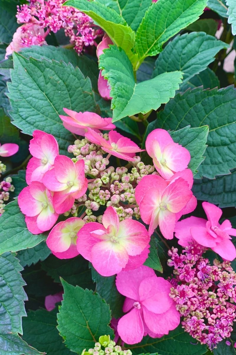 Hydrangea serrata Tuff Stuff