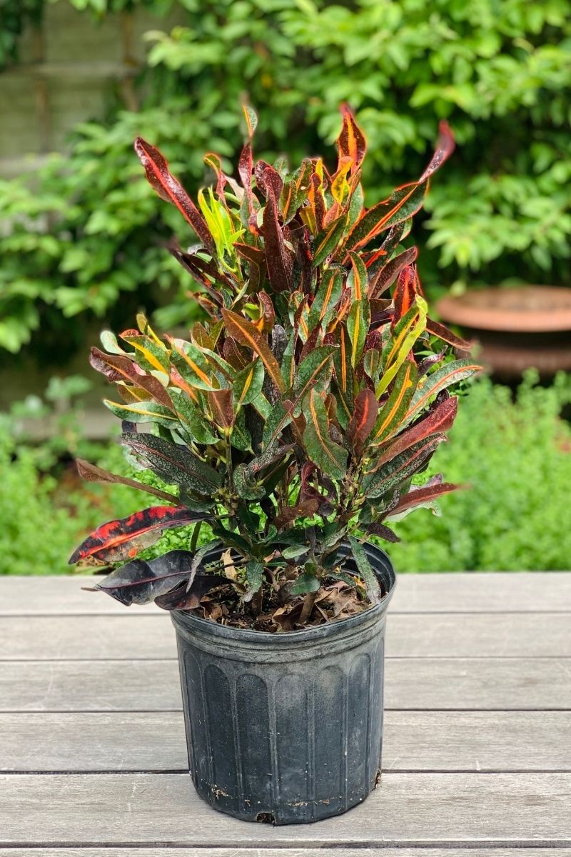 Croton, Mammy 10"