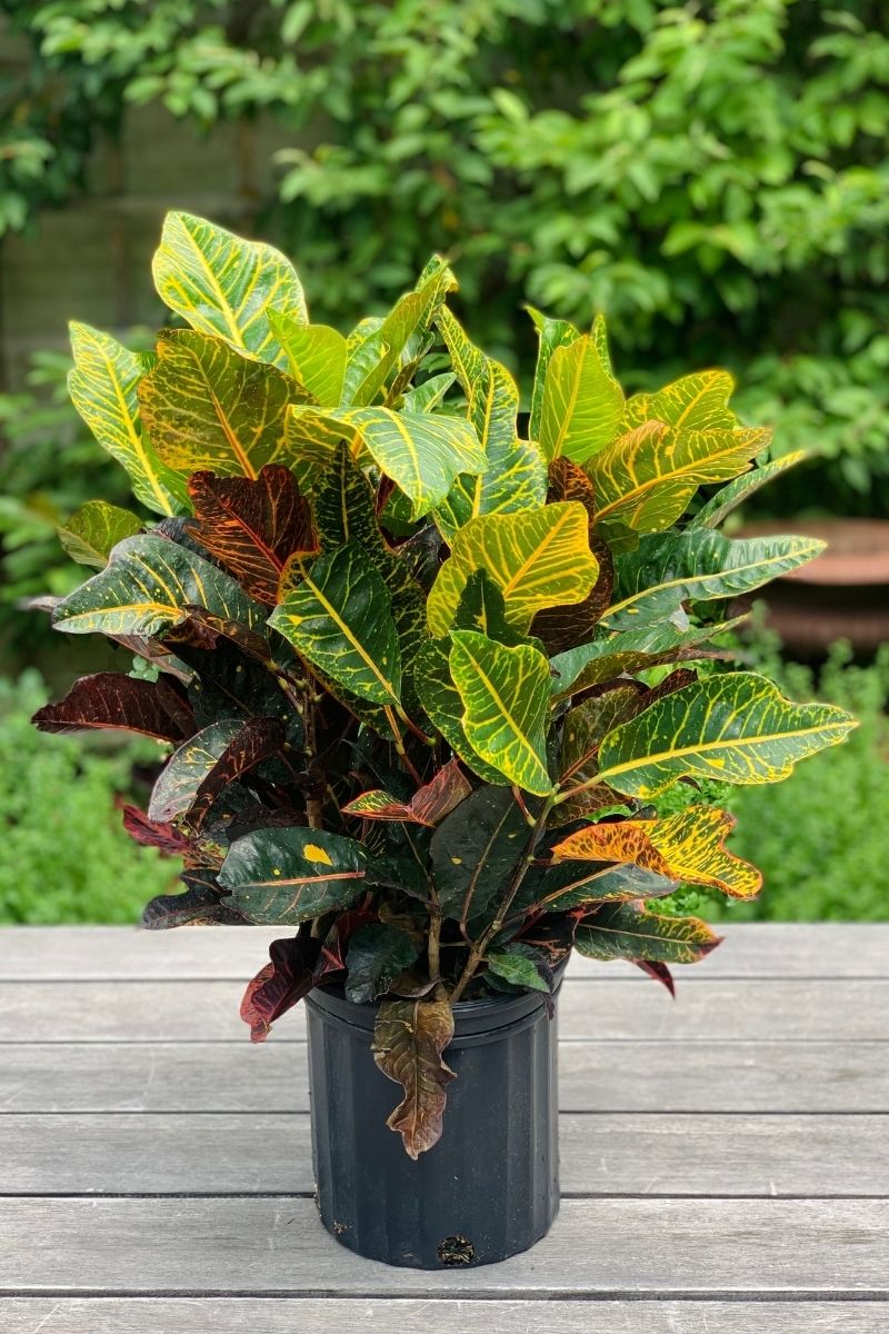 Croton, Petra 8"