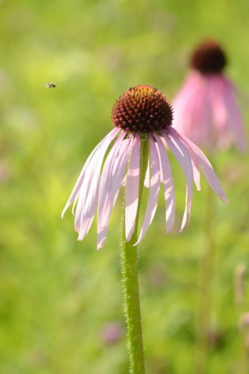 Coneflower, Prairie