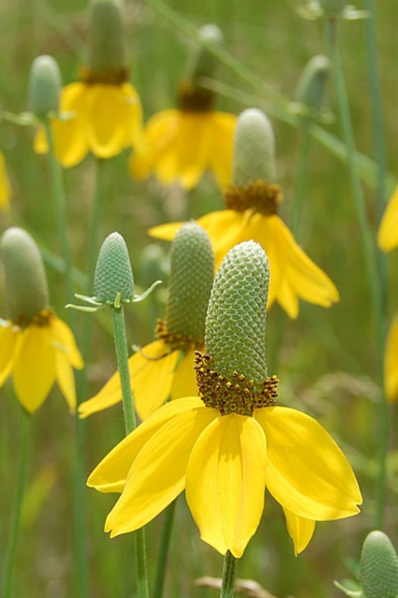Prairie Coneflower