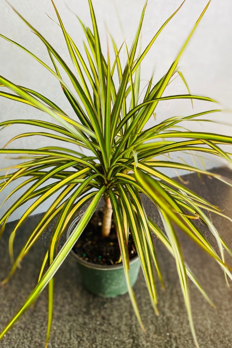 Dracaena, Marginata Kiwi 6"