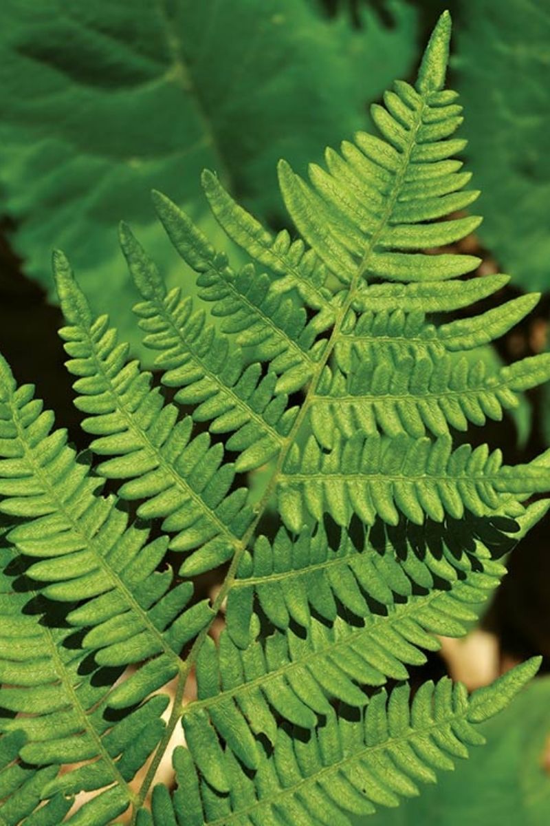 Fern, Leatherwood
