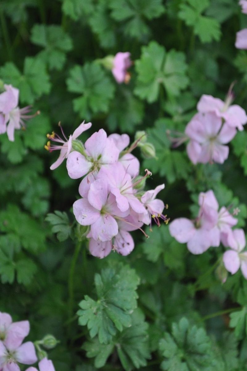 Geranium, Big Root White