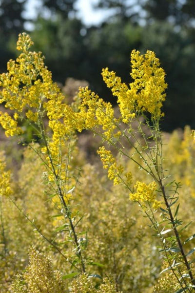 Goldenrod, Showy