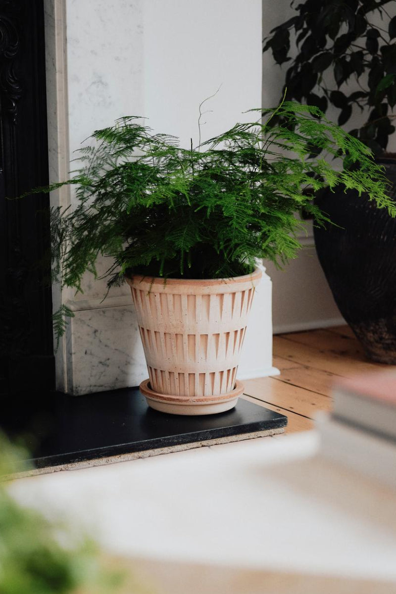 Pantheon Pot with Saucer 6.3"x6.9" RAW Rosa