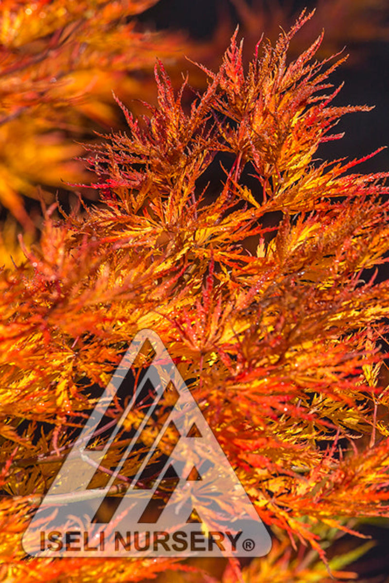 Maple, Cascadia