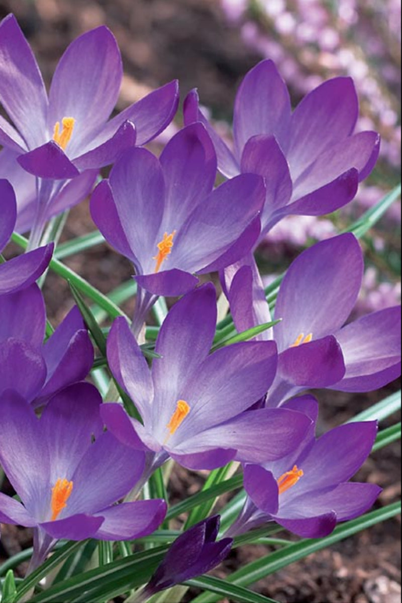 DeVroomen Crocus Snow Ruby Giant Bulbs 20/Pack