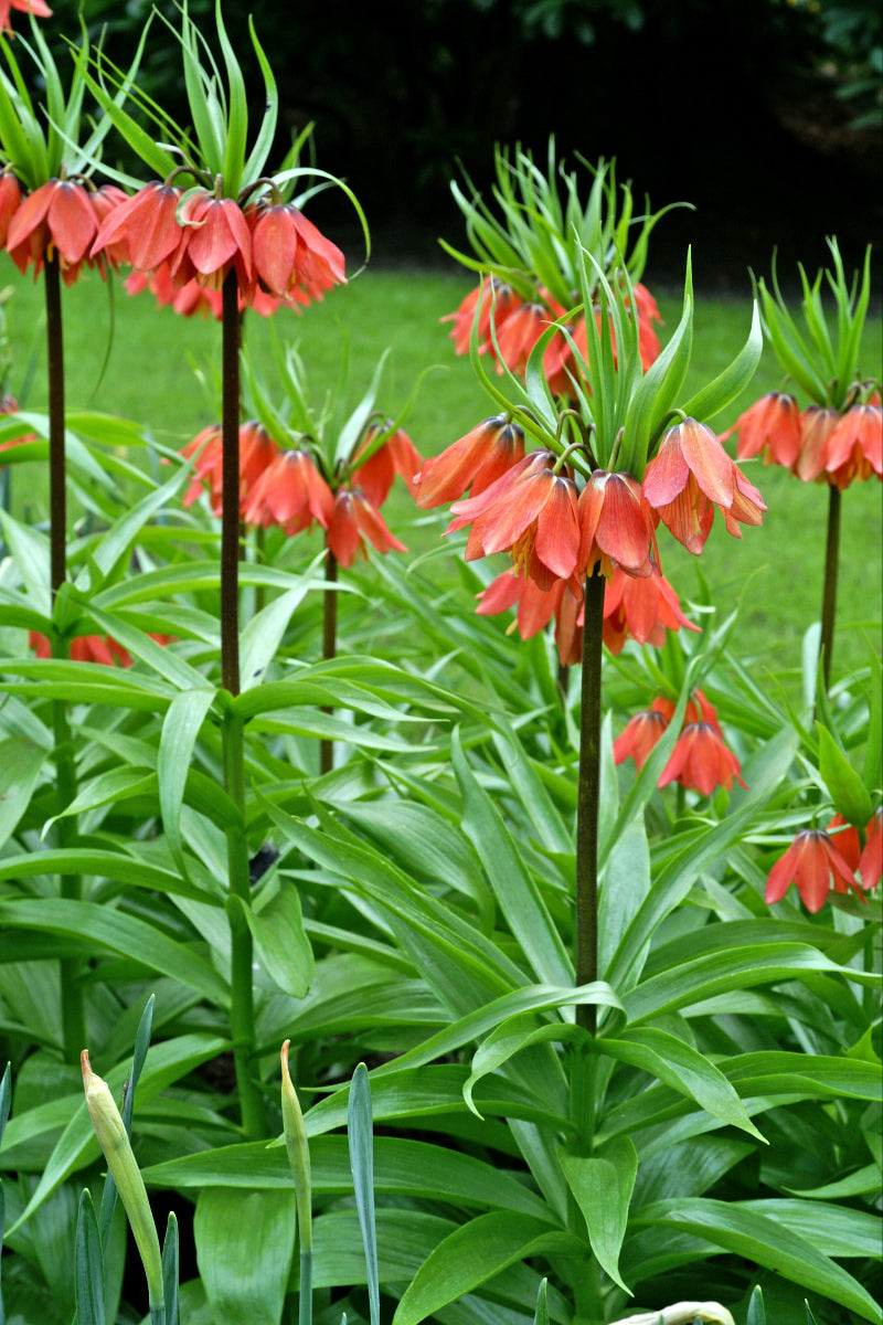 DeVroomen Fritillaria Imperialis Rubra Maxima Bulb 1/Pack