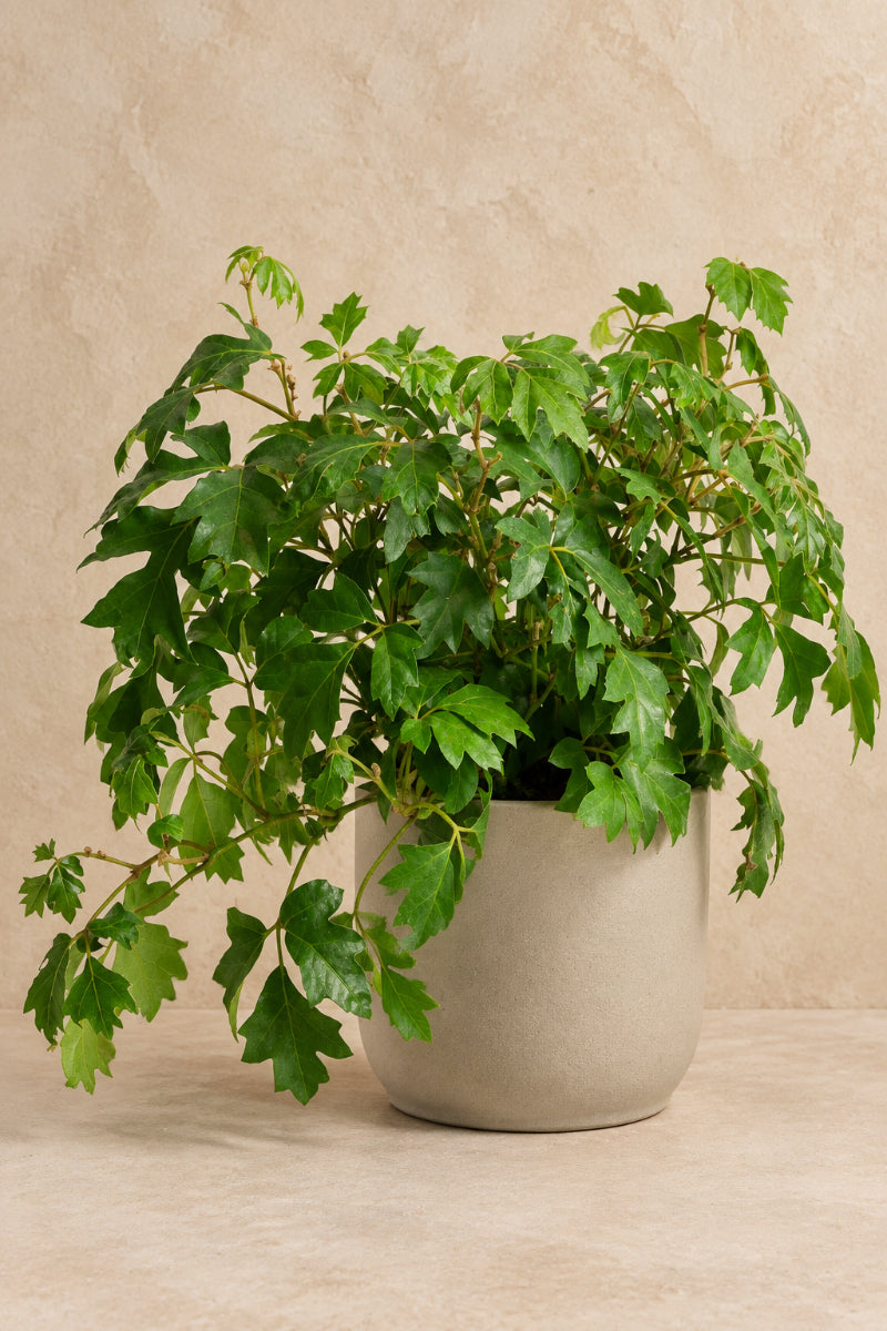 Ivy, Grape 6"