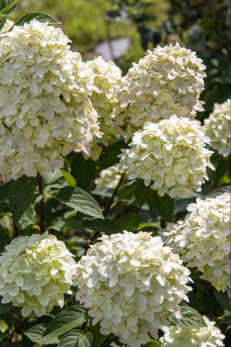 Hydrangea, Magical Candle