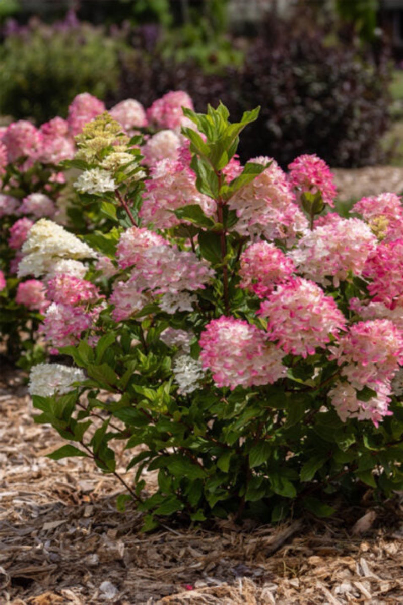 Hydrangea, Paniculata Spring Sizzle