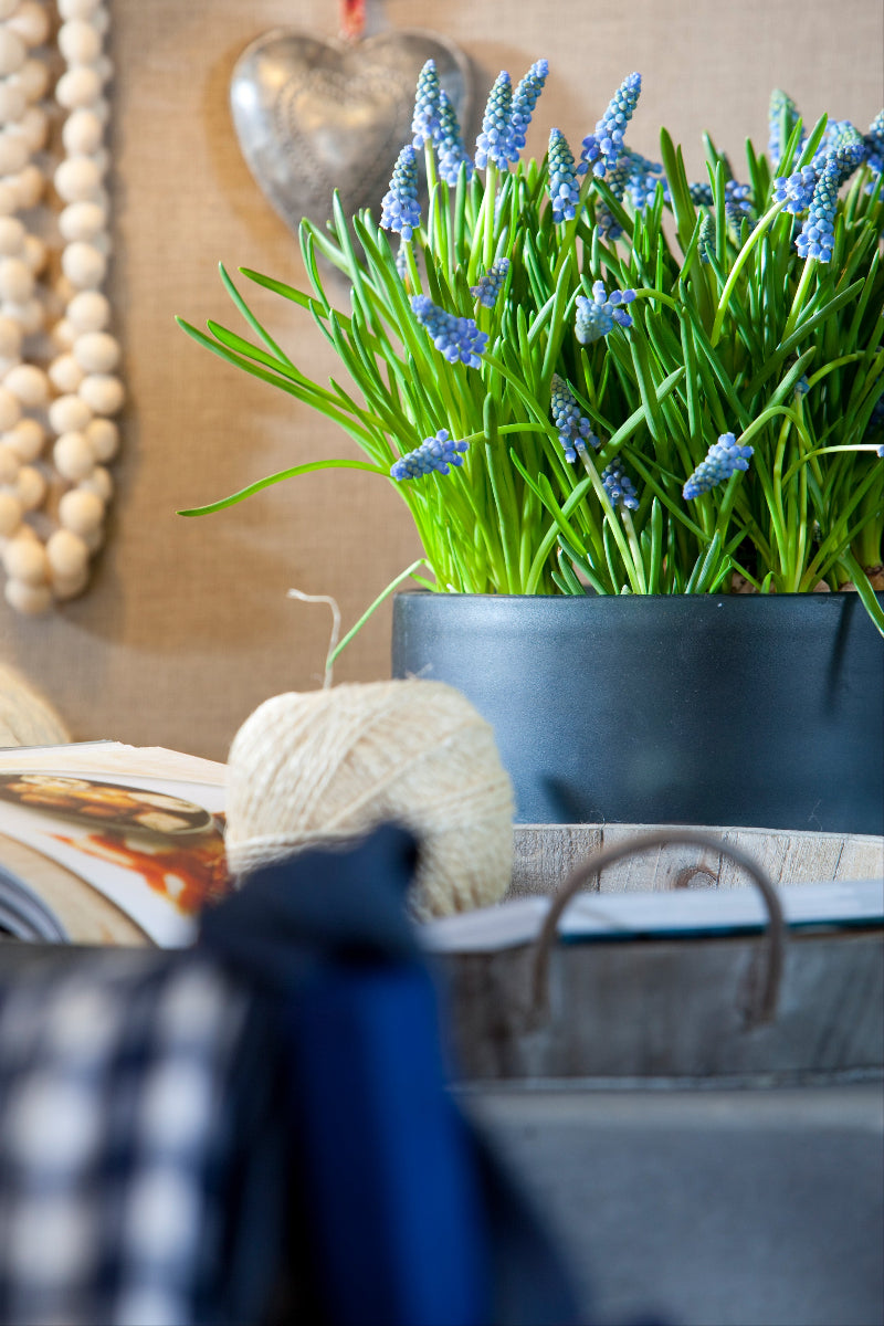 DeVroomen Muscari Azureum 15 Pack