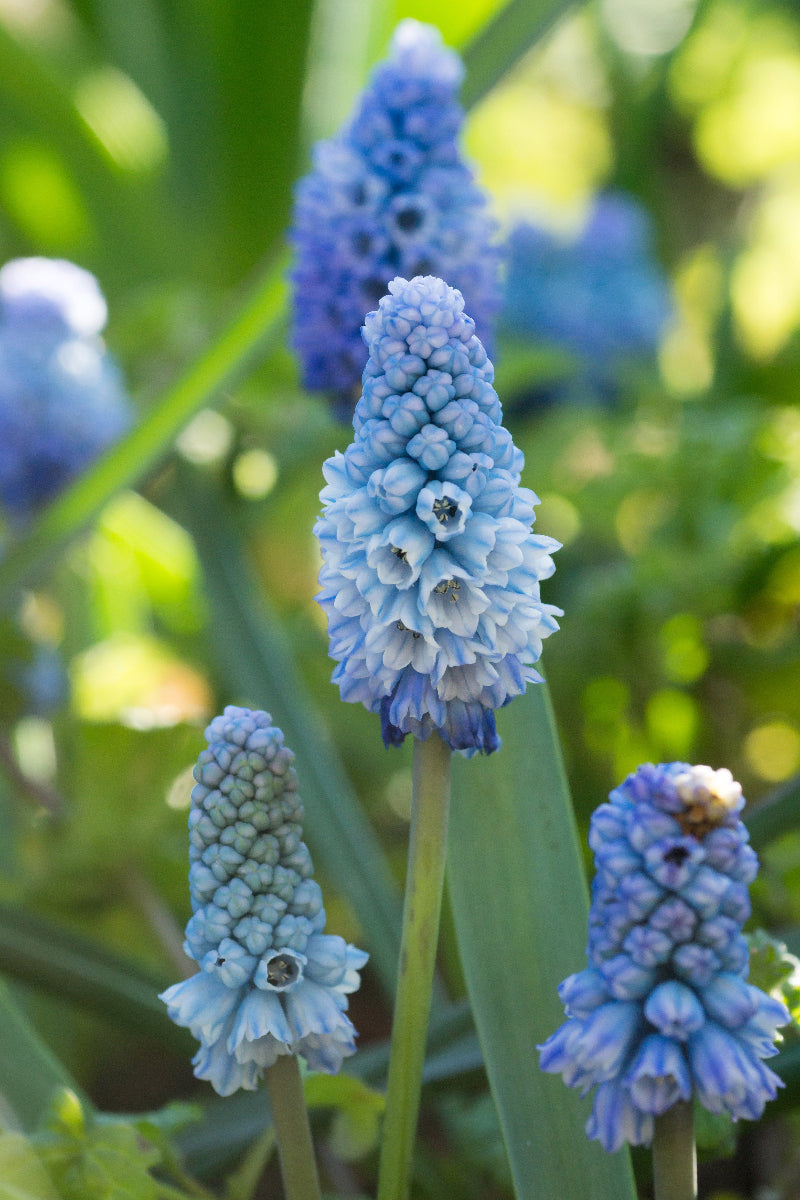 DeVroomen Muscari Azureum 15 Pack