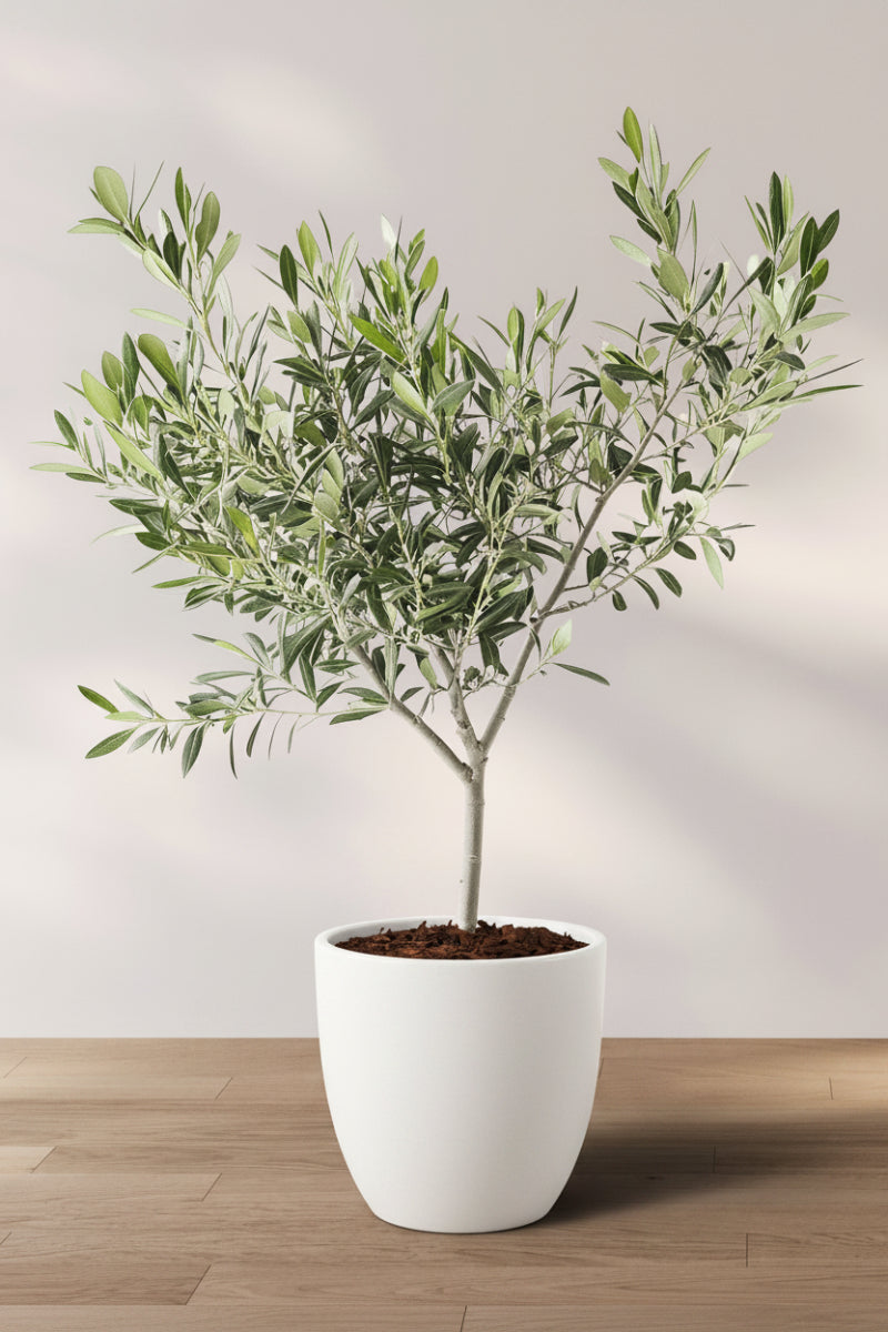 Olive, Arbequina 10"