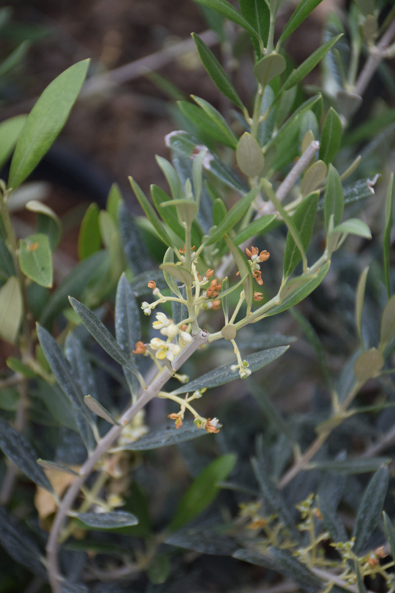 Olive, Arbequina 10"