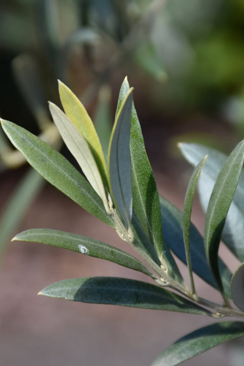 Olive, Arbequina 10"