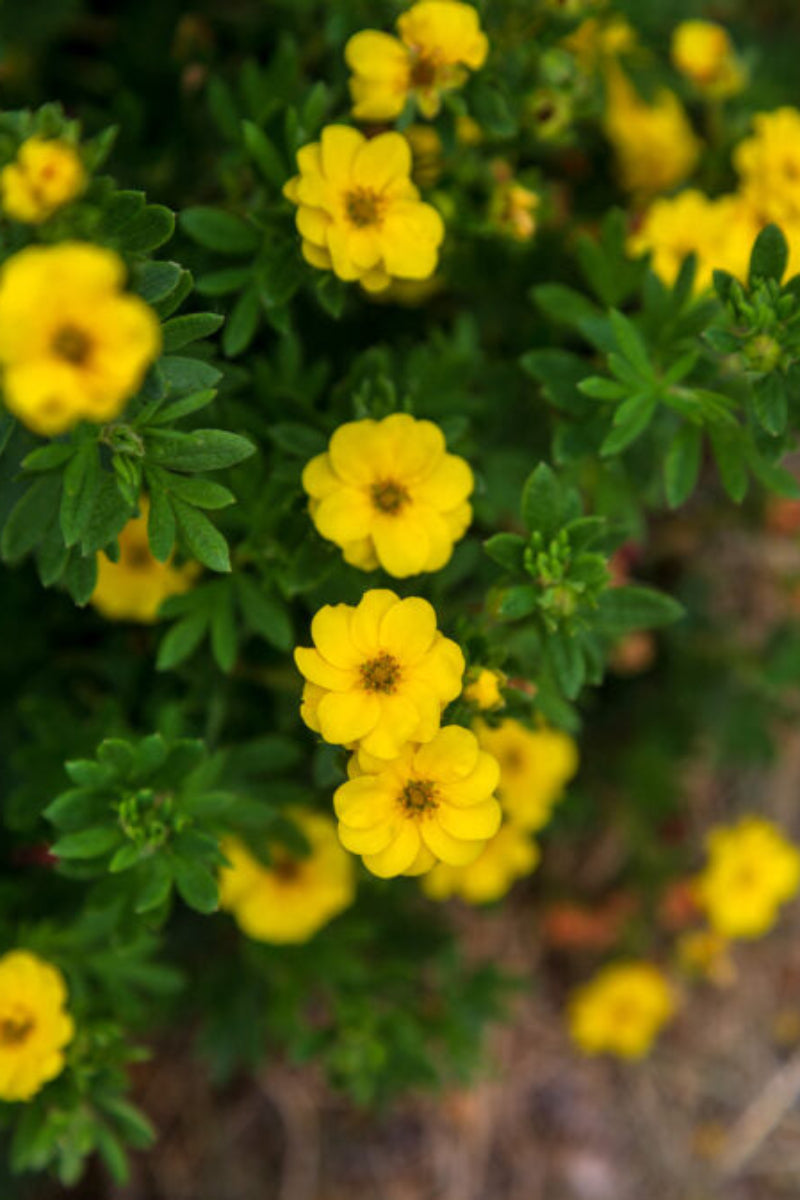 Potentilla, Pineapple Tart