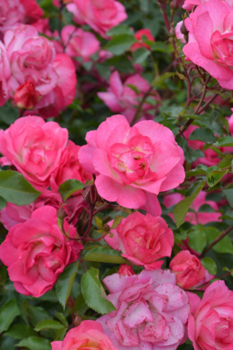 Rose, Easy Elegance Sunrise Sunset