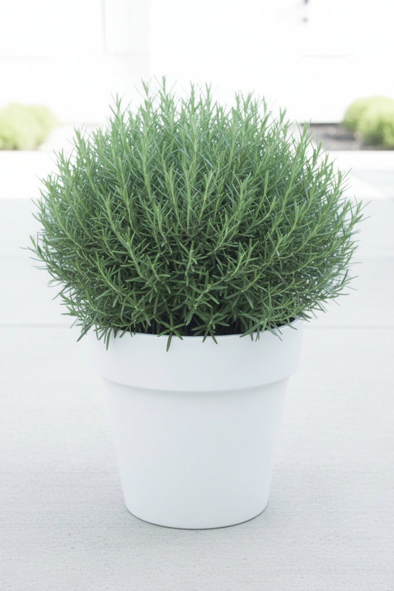Rosemary, 10" Globe