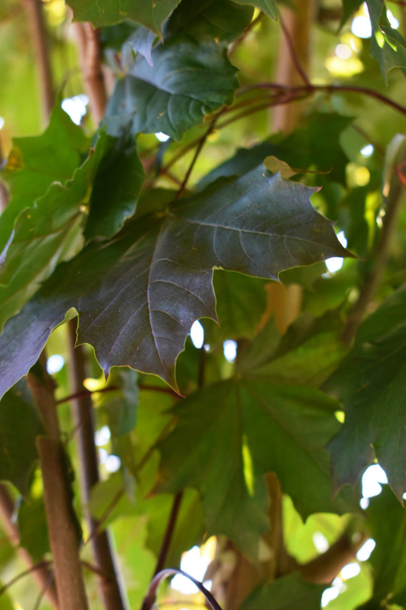Maple, Norway Royal Red