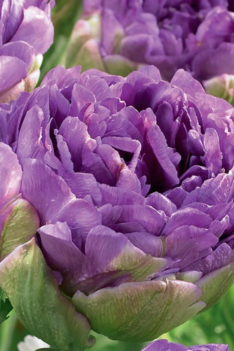 DeVroomen Tulips Double Late Blue Wow Bulbs 5/Pack