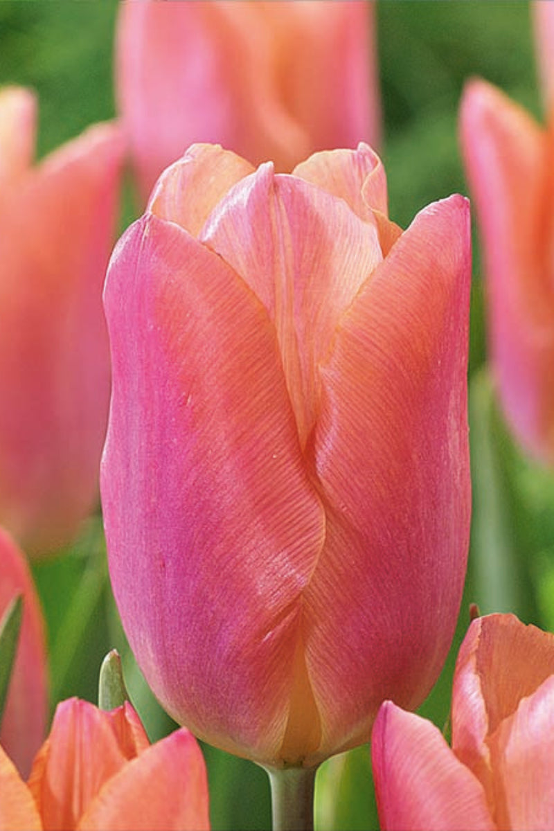DeVroomen Salmon Prince Tulips Single Early Bulbs 5/Pack