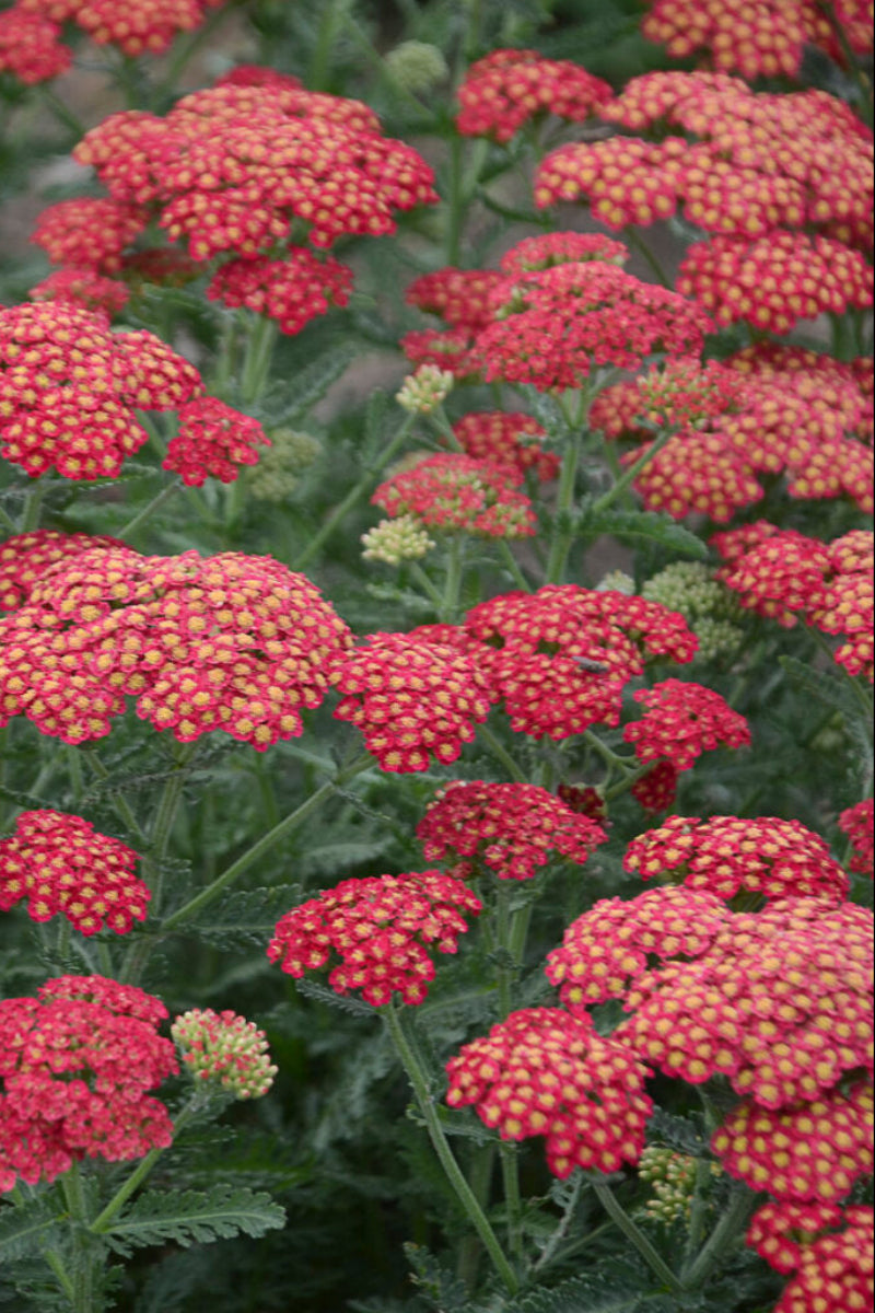 Yarrow, Firefly Red Pop